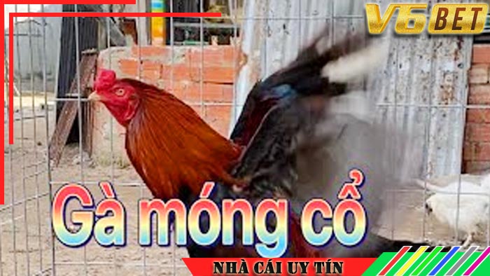 Tìm hiểu sơ lược về gà móng cổ tại V6bet